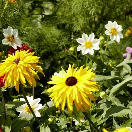 St.george's Bay Country Club & Ахарави